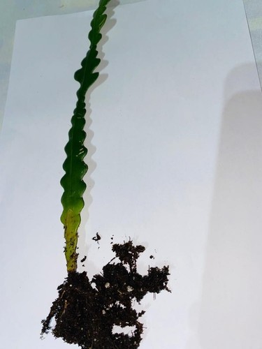 Fishbone cactus epiphyllum - fishbone,