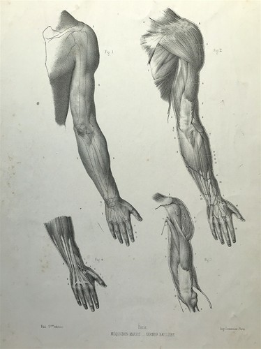 Forms man fau arm - man, dr
