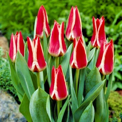 Dwarf tulips pinocchio - dwarf,