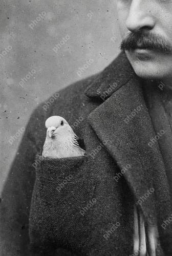 Portrait racing pigeon - of,