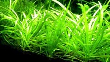 Sagittaria subulata loose - subulata,