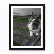 Rabbit In The Room Art Print