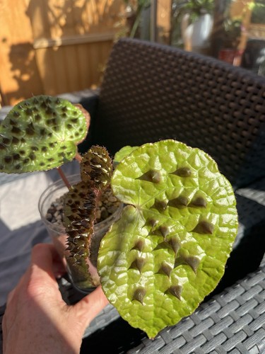 Begonia ferox - begonia,