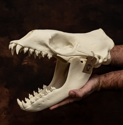 Leopard seal skull new - leopard,