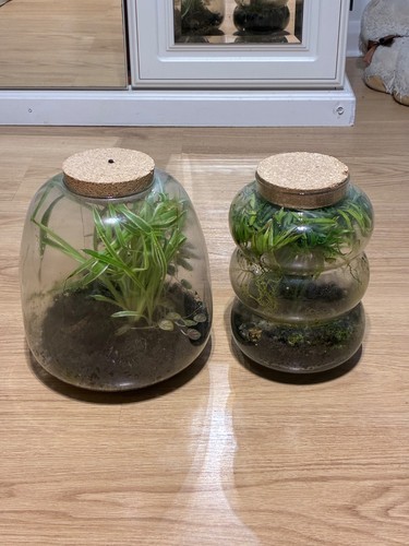 Large terrarium - terrarium, (12"