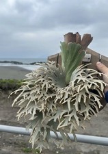 Platycerium Willinckii