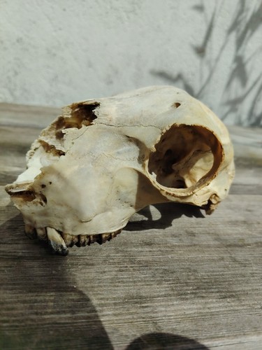 Real taxidermy sheep skull - real,