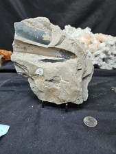 Fossilized Mussel Shells