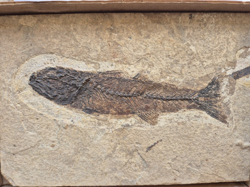 Mioplasus labracoides from the