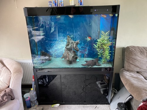 Large tropical fish tank - tropical,
