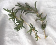 6x Senecio ICE PLANT