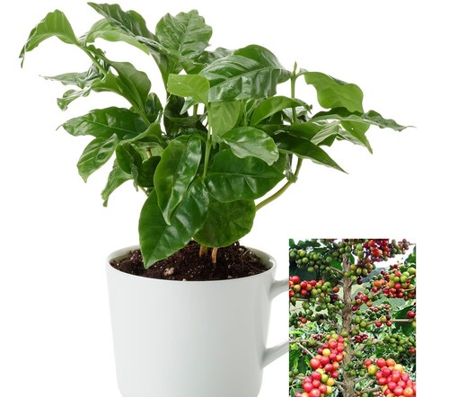 Coffee arabica tree beans - arabica,