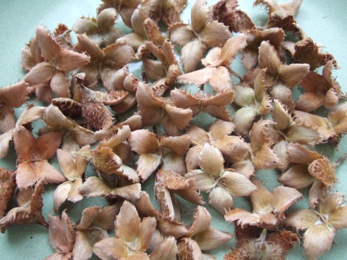 Beech tree nut shell - x,