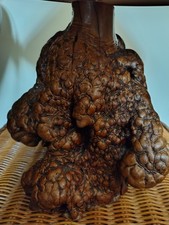  Manzanita Burl Root Polished Lamp Base 10 x 8 inches