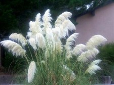 100 x fresh  WHITE PAMPAS