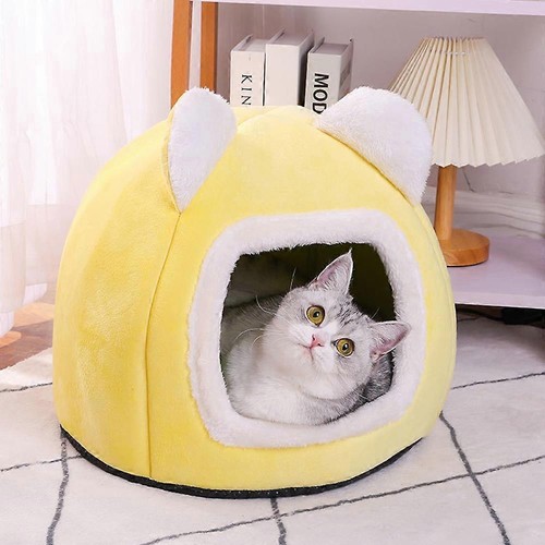 Pet cat kitten dog - pet,