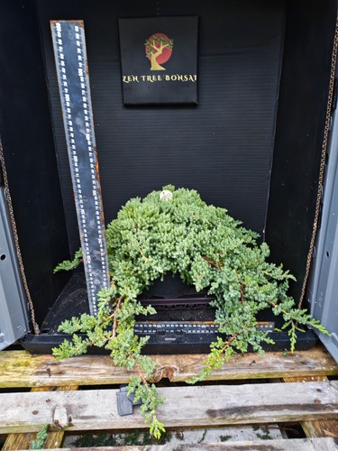 Bonsai tree project material - bonsai,