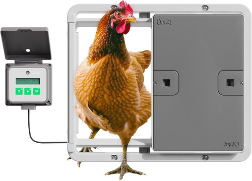Automatic chicken coop door - chicken,