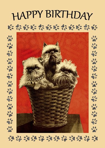 Brussels griffon dog birthday - dog,