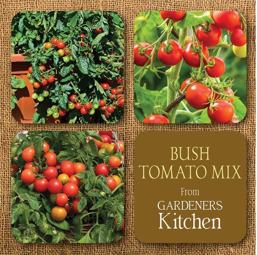 Tomato plants bush - -, 'bush