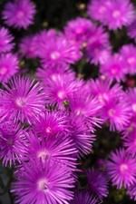 Cerise Pink Lampranthus - Pink