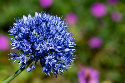 Allium caeruleum - 30,
