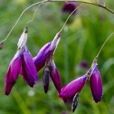 Dierama pulcherrimum 'Dark Cerise' / Angel's Fishing Rod / Perennial / 10 Seeds