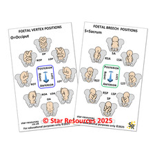 Foetal Birth Positions ID Badge Flash Card Student Midwives Nurses