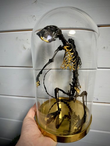 Genuine squirrel skeleton - squirrel,