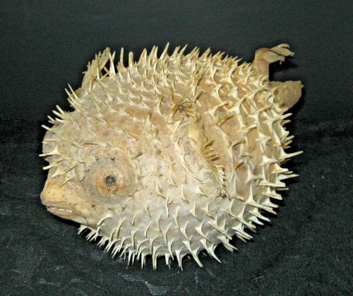 Real taxidermid puffer fish - taxidermid, /