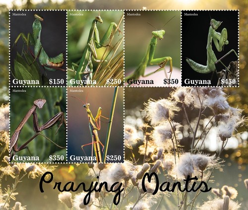Praying mantis - praying, (mantodea)