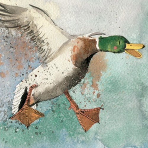 Alex clark card - clark, duck