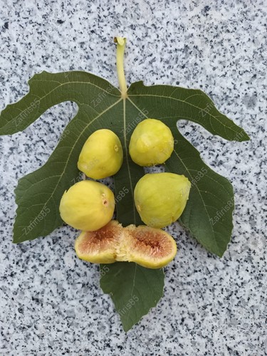 Tillirisima fig tree - “tillirisima”,