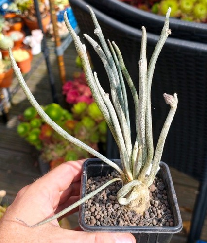 Astrophytum caput medusae - astrophytum,