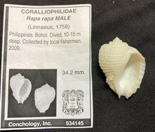 CORALLIOPHILIDAE Rapa rapa