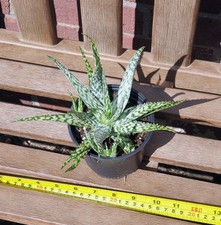 Aloe asterias. Young plant with rosettes. 10cm pot.