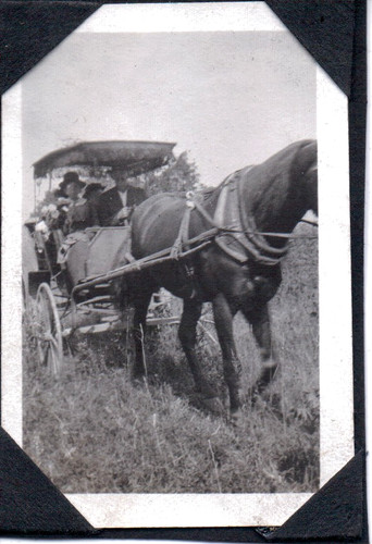 Photograph horses farm south - photograph,