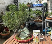 Bonsai Tree Juniper - blue ( squamata) bonsai in Chinese Madman Large Figurine