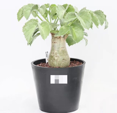 Pot 20m cyphostemma - 20m,