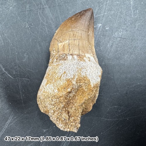Genuine mosasaur tooth fossil - mosasaur,