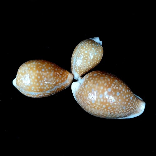 Cowrie miliaris cypraea - 3x,