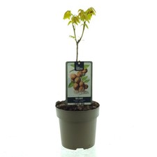 Juglans regia Common walnut