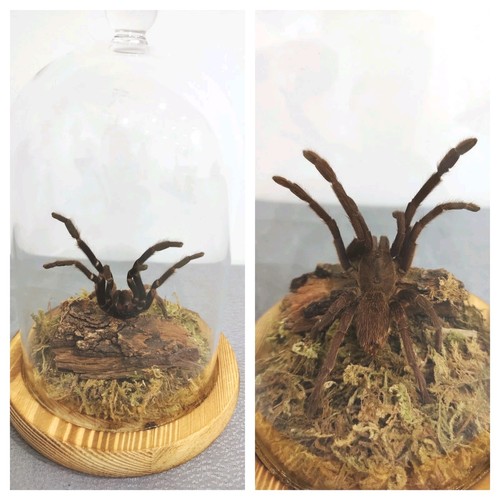 Pelinobius muticus rusty - muticus, (rusty