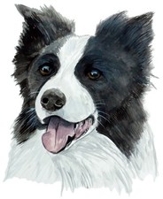 Border Collie High Quality