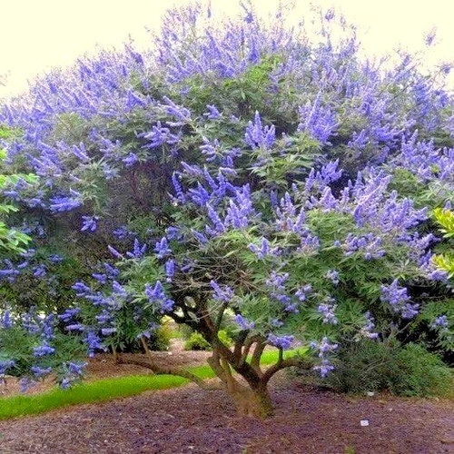 Vitex agnus castus chaste - –,
