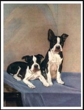 BOSTON TERRIER DOGS DOG ART
