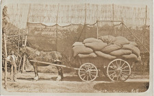 Faversham photographer. Hops