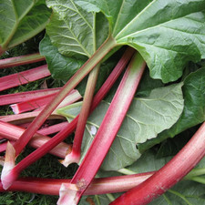 2 x  Rhubarb Goliath -  9cm pot established plants ready for planting