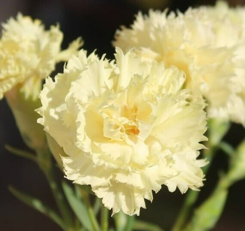 Carnation grenadin yellow - grenadin,