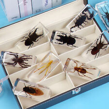 Resin Giant Bugs Insects Specimens Scorpion Mantodea Rhinoceros Craft Home Decor